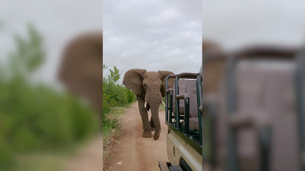 Turyści przeżyli chwile grozy, po tym jak rozzłoszczony słoń pogonił ich podczas wycieczki na safari.