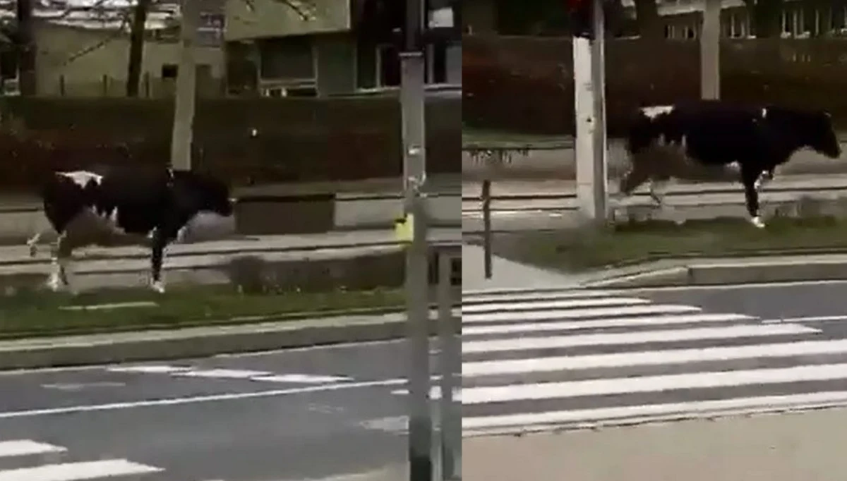 Mieszkańcy Wrocławia spotkali Myćkę - krowę uciekinierkę. Zwierzę wydostało się z terenu Katedry Chorób Wewnętrznych Uniwersytetu Przyrodniczego we Wrocławiu i spacerowało po ul. Bujwida. 