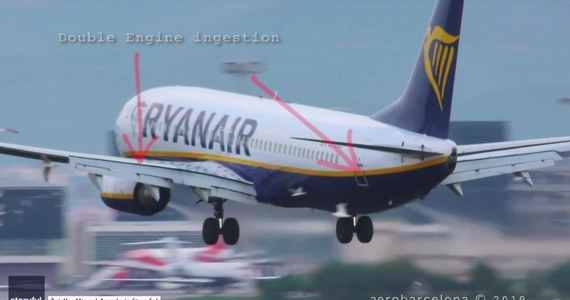 Samolot linii Ryanair podchodzący do lądowania w Barcelonie napotkał na stado mew latających tuż nad pasem. Na szczęście nie spowodowało to zagrożenia dla pasażerów. Świadkowie oszacowali, że zginęło około 20 ptaków, które uderzyły w skrzydła lub zostały wciągnięte przez silniki odrzutowe. Sprzątanie pasa zajęło ponad godzinę, przez ten czas cały ruch na zatłoczonym lotnisku musiał obsłużyć drugi pas startowy.