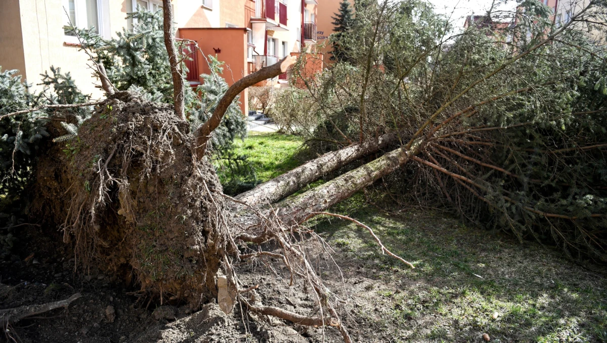 Instytut Meteorologii i Gospodarki Wodnej wydał rano ostrzeżenia przed silnym wiatrem. Szczególnie mocno będzie wiało w województwach: pomorskim, zachodniopomorskim, małopolskim, podkarpackim, świętokrzyskim, lubelskim i mazowieckim. Wichury przechodziły nad Polską także w nocy. Jedna osoba została ranna. 