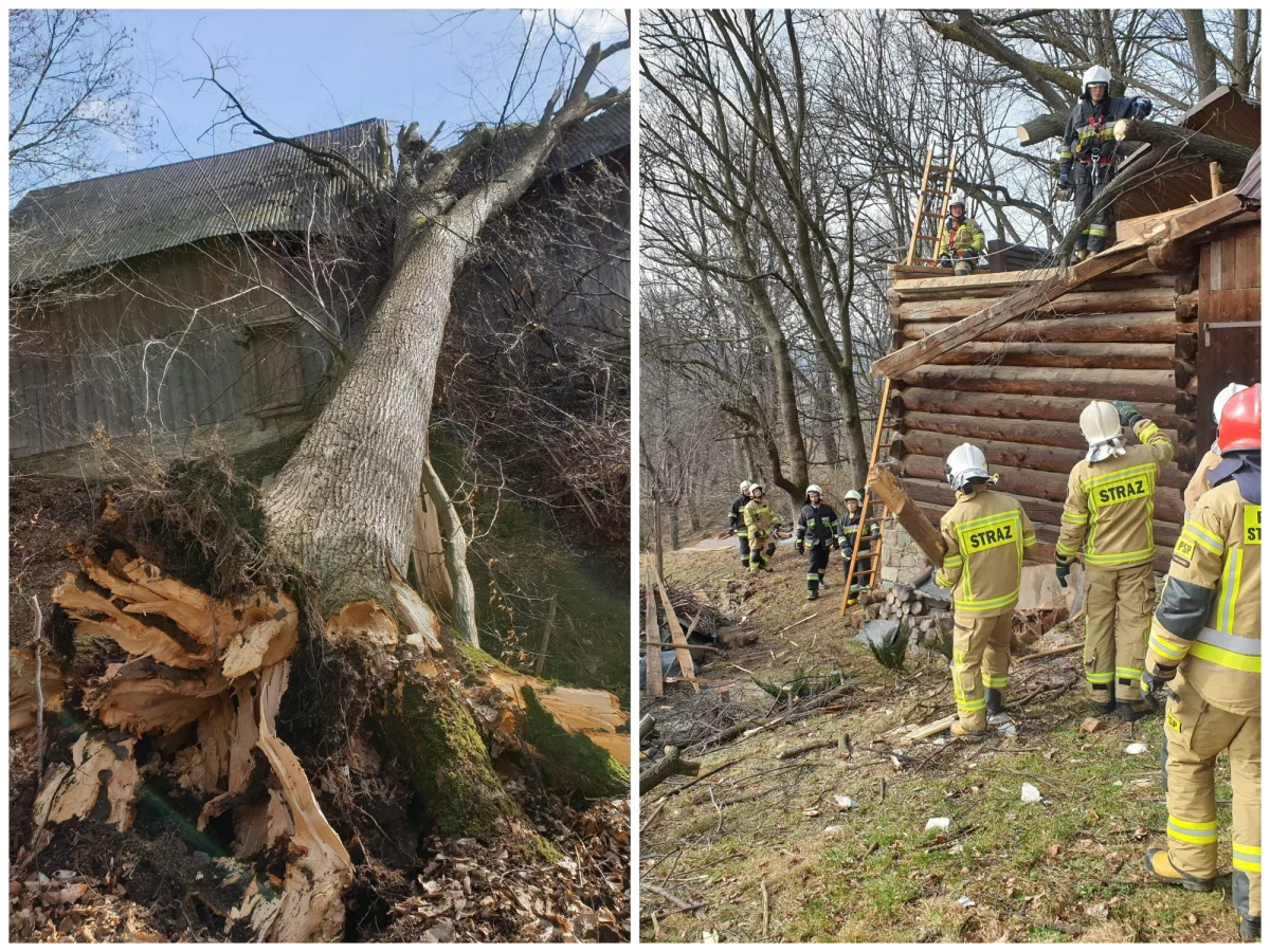 12 osób zostało rannych w wichurach, które w nocy z niedzieli na poniedziałek, szalały nad Polską. Strażacy interweniowali tylko od północy ponad 6231 razy. Najwięcej pracy mieli w Małopolsce, na Opolszczyźnie, w Śląskiem oraz na Dolnym Śląsku. W całej Polsce uszkodzonych zostało 1800 budynków, w tym 200 mieszkalnych. Ok. 38 tys. odbiorców pozostaje bez dostaw energii elektrycznej wskutek silnego wiatru - wynika z danych RCB na godzinę 17.