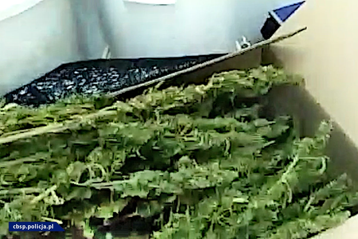 Centralne Biuro Śledcze Policji z Bydgoszczy zlikwidowało w okolicach Turku w Wielkopolsce nielegalne laboratorium. Zatrzymano 3 osoby. Linia do produkcji środków odurzających mieściła się w zabudowania gospodarczych, w których poza specjalistyczną aparaturą znaleziono 10 kilogramów suszu, nasiona, pył konopny oraz wyprodukowany olej. Miał wyższą - niż dopuszczają przepisy - zawartość THC.  