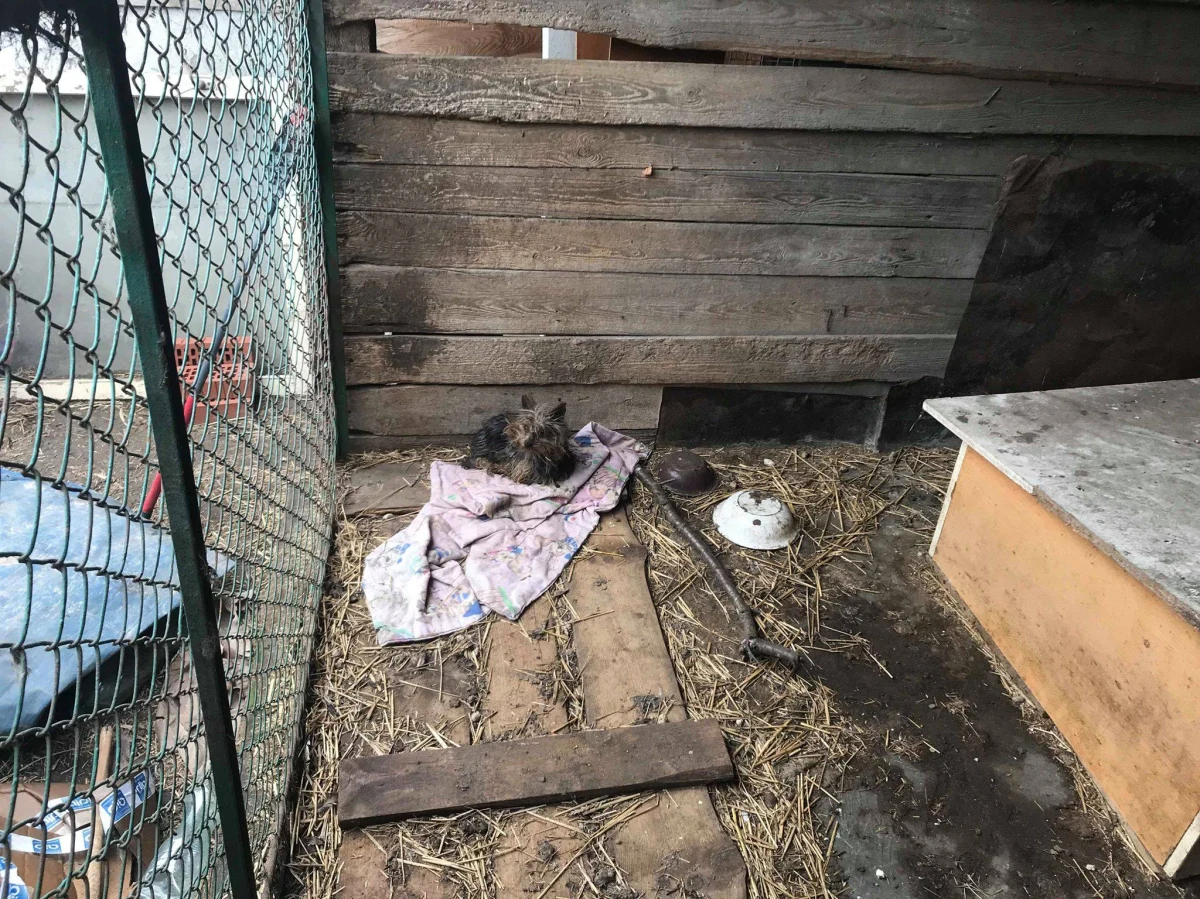 Skrajnie wygłodzone psy i szkielety zwierząt - oto co zobaczyli Inspektorzy OTOZ Animals, którzy skontrolowali jedną z hodowli pod Tczewem. Wstrząsającą relację swojej wizyty zamieścili na Facebooku.
