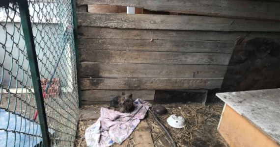 Skrajnie wygłodzone psy i szkielety zwierząt - oto co zobaczyli Inspektorzy OTOZ Animals, którzy skontrolowali jedną z hodowli pod Tczewem. Wstrząsającą relację swojej wizyty zamieścili na Facebooku.
