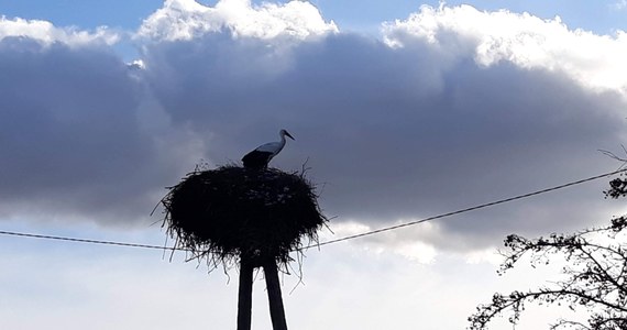 Mimo że w Żywkowie - bocianiej stolicy Polski - bocianów jeszcze nie ma, ptaki zauważono już w innych częściach Warmii i Mazur. Para bocianów zajęła już gniazdo w miejscowości Monety w gminie Kowale Oleckie, pojedynczego osobnika zauważono też niedaleko Dywit.