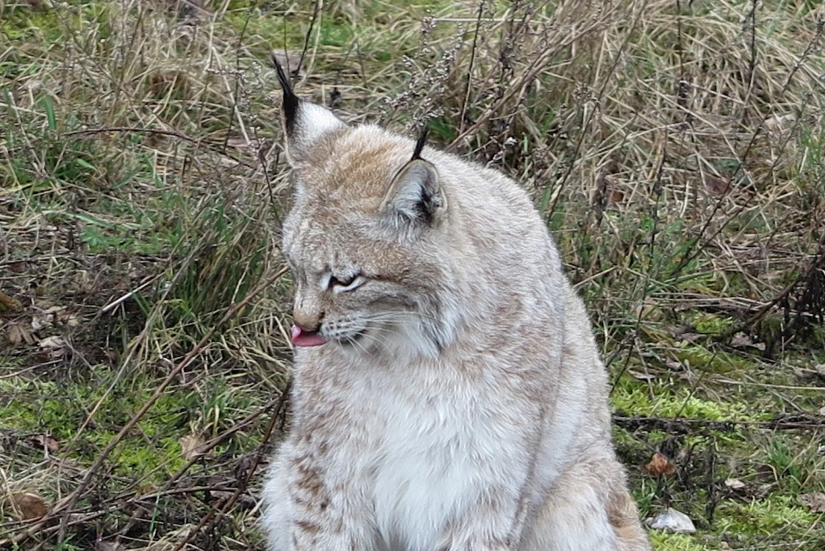 Zobaczyć go na wolności - to rzecz prawie niemożliwa. Ale teraz szanse na to wzrosną. 10 rysi do końca roku trafi na wolność w Zachodniopomorskiem. Zagrody opuściły już pierwsze trzy osobniki. Program reintrodukcji nizinnego podgatunku rysia w północno-zachodniej Polsce prowadzi Dzika Zagroda w Jabłonowie koło Mirosławca. 