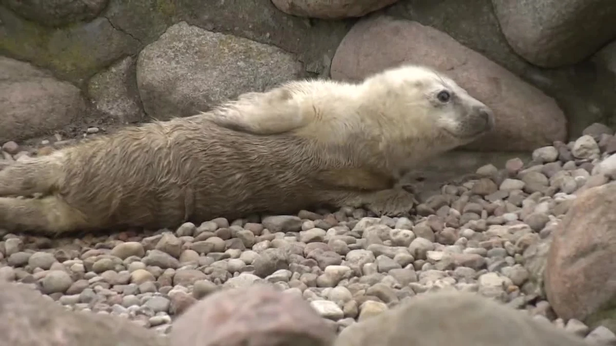 Skiper, Szekla i Szperk - to trzy nowe foki, które w ostatnich dniach urodziły się w fokarium na Helu. Wszystkie trzy samice fok, które są pod opieką helskiej Stacji Morskiej, zostały szczęśliwymi mamami. Maluchy na razie wyglądają jak pluszaki, ale rosną i przybierają na wadze. I to w błyskawicznym tempie - nawet 15 kg na tydzień.