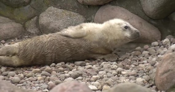 Skiper, Szekla i Szperk - to trzy nowe foki, które w ostatnich dniach urodziły się w fokarium na Helu. Wszystkie trzy samice fok, które są pod opieką helskiej Stacji Morskiej, zostały szczęśliwymi mamami. Maluchy na razie wyglądają jak pluszaki, ale rosną i przybierają na wadze. I to w błyskawicznym tempie - nawet 15 kg na tydzień.