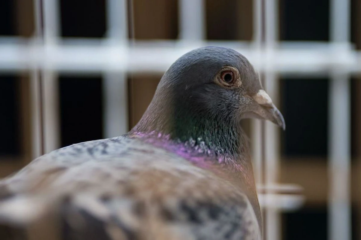 Za rekordową kwotę 1 mln 252 tys. euro sprzedano gołębia wyścigowego o imieniu Armando podczas niedzielnej aukcji w belgijskiej Flandrii. Nabywcą jest obywatel Chin.