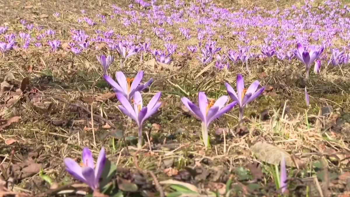 W Zakopanem pojawiły się pierwsze oznaki wiosny. Przy muzeum Jana Kasprowicza na Harendzie zakwitły krokusy. Kustosz muzeum Małgorzata Karpiel mówi, że mimo iż zima była piękna, wszyscy na Podhalu już czekają na przyjście wiosny. "Dla jednych Harenda to jest poezja. Dla innych salon artystyczny, ale to także przyroda. Na wiosnę budzą się krokusy. Potem pąki liści na drzewach. Robi się zielono" – powiedziała Małgorzata Karpiel.