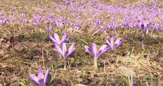 W Zakopanem pojawiły się pierwsze oznaki wiosny. Przy muzeum Jana Kasprowicza na Harendzie zakwitły krokusy. Kustosz muzeum Małgorzata Karpiel mówi, że mimo iż zima była piękna, wszyscy na Podhalu już czekają na przyjście wiosny. "Dla jednych Harenda to jest poezja. Dla innych salon artystyczny, ale to także przyroda. Na wiosnę budzą się krokusy. Potem pąki liści na drzewach. Robi się zielono" – powiedziała Małgorzata Karpiel.