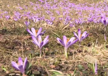 "Krokusy się budzą". Pierwsze oznaki wiosny w Zakopanem