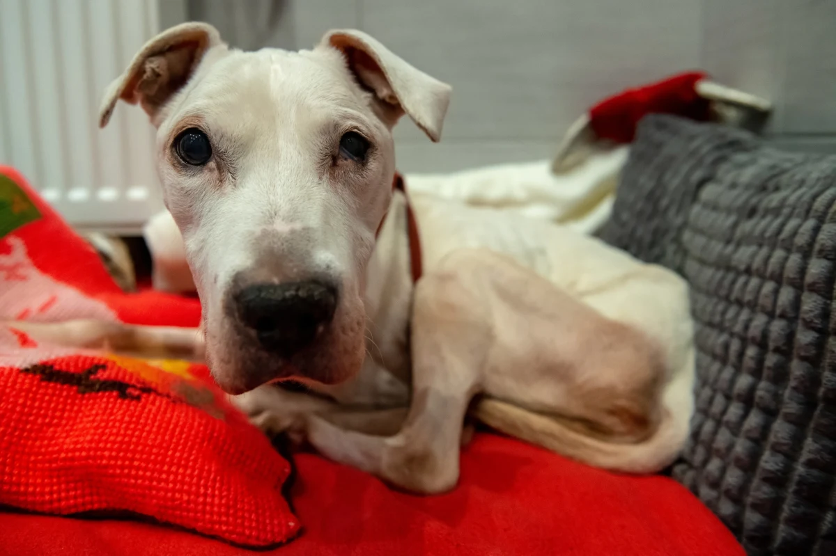 Weterynarze wciąż nie wiedzą, czy uda im się uratować 12-letnią suczkę amstaffa Lunę, którą w stanie skrajnego wygłodzenia straż miejska odebrała w jednym z łódzkich mieszkań. Właścicielce prokuratura zarzuciła znęcanie się ze szczególnym okrucieństwem, a sąd zastosował trzymiesięczny areszt. 