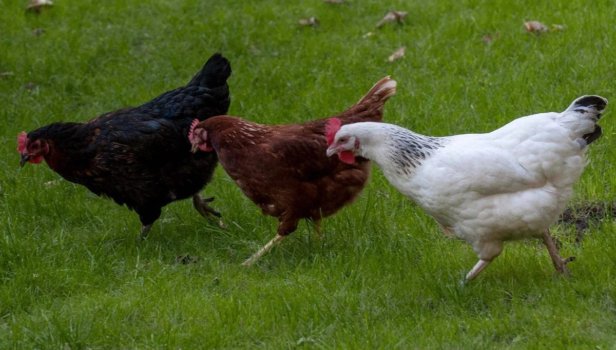 ​Komisja Europejska zawarła z Ukrainą wstępne porozumienie w sprawie kurczaków, które może uderzyć w polskich producentów drobiu - ustaliła dziennikarka RMF FM Katarzyna Szymańska-Borginon. Chodzi o zgodę Brukseli na bezcłowy import 50 tys. ton drobiu, które Ukraina do tej pory wprowadzała na unijny rynek "tylnymi drzwiami" wykorzystując nieprecyzyjne zapisy umowy w wolnym handlu z UE (DCFTA). 