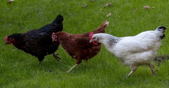 ​Komisja Europejska zawarła z Ukrainą wstępne porozumienie w sprawie kurczaków, które może uderzyć w polskich producentów drobiu - ustaliła dziennikarka RMF FM Katarzyna Szymańska-Borginon. Chodzi o zgodę Brukseli na bezcłowy import 50 tys. ton drobiu, które Ukraina do tej pory wprowadzała na unijny rynek "tylnymi drzwiami" wykorzystując nieprecyzyjne zapisy umowy w wolnym handlu z UE (DCFTA). 