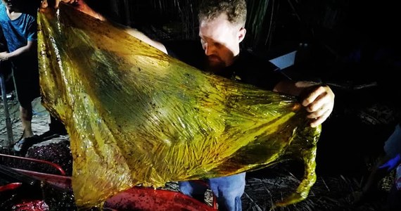 ​W brzuchu martwego wieloryba, na którego ciało natrafiono na wybrzeżu Filipin, znaleziono 40 kilogramów plastikowych toreb - informuje BBC.