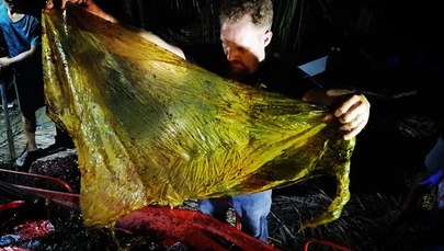 40 kilogramów plastikowych siatek znaleziono w brzuchu wieloryba
