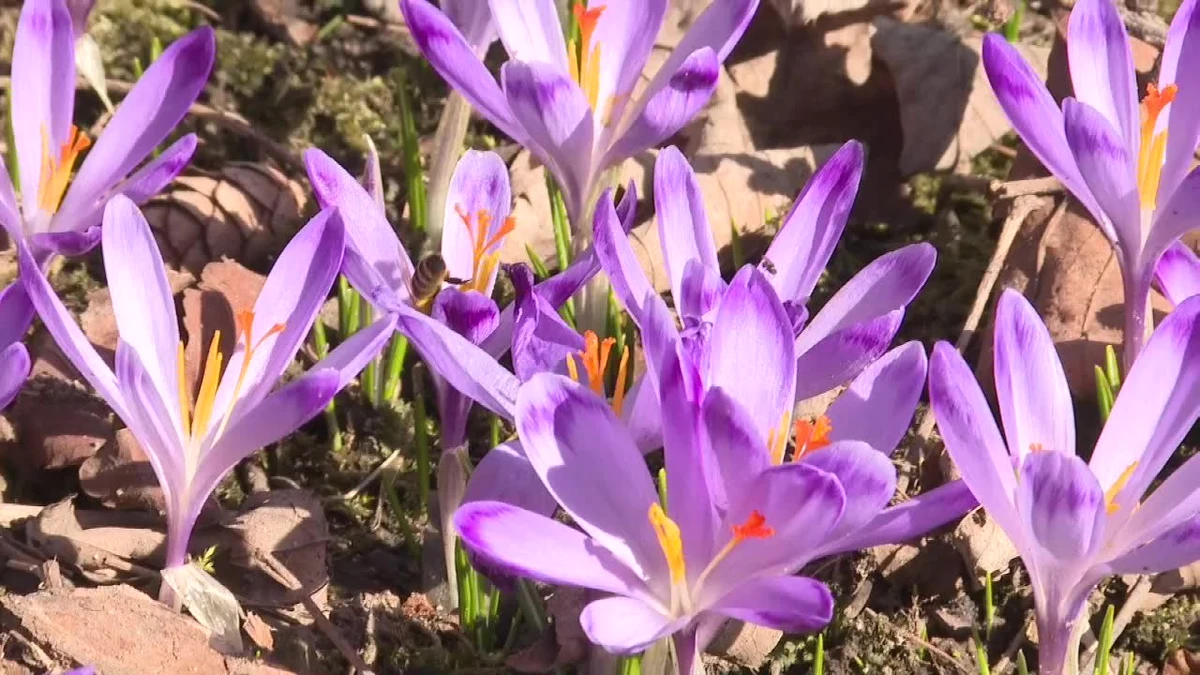 Tatrzański Park Narodowy poszukuje wolontariuszy do pilnowania krokusów. Od kilku lat na początku kwietnia do doliny Chochołowskiej  przyjeżdżają tłumy turystów, którzy chcą na własne oczy zobaczyć fioletowy dywan i trzeba wobec tego pilnować, aby kwiatów... nie rozdeptano.