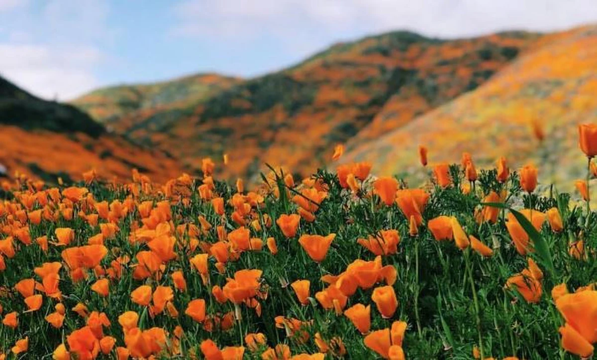 Miasteczko z Południowej Karoliny zostało zmuszone wprowadzić tymczasowy zakaz wjazdu dla turystów, którzy tłumnie przybywają podziwiać kwitnący maczek kalifornijski, zwany także pozłotką.  
