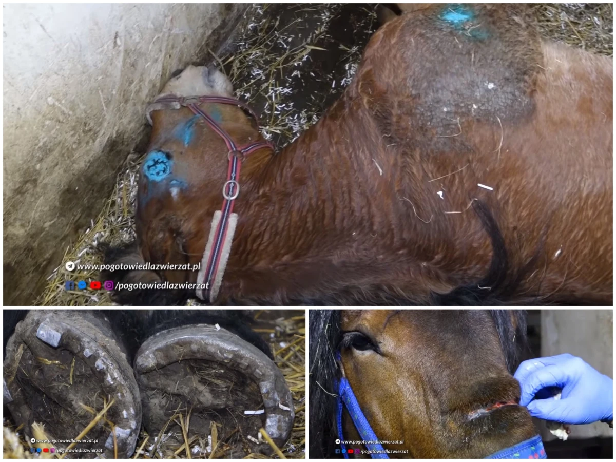 Miały ciała pełne blizn, stały w swoich odchodach, nie miały dostępu do wody - mowa o 24 koniach i bydle należącym do mieszkańca Wodzisławia Śląskiego. Część zwierząt już odebrano właścicielowi. Sprawą zajęła się prokuratura.