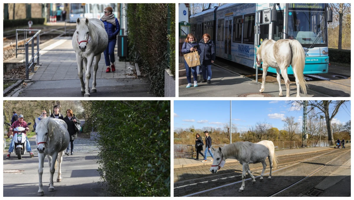 "Nazywam się Jenny, nie uciekłam, jestem po prostu na spacerze" - taka karteczka jest przyczepiona do uzdy klaczy arabskiej, która od 14 lat spaceruje ulicami Frankfurtu. Koń budzi zaniepokojenie u części przechodniów. Policja uspokaja - Jenny nie stanowi zagrożenia.