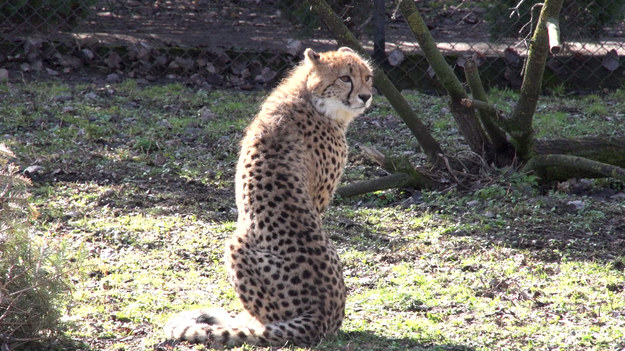 ZOO to jedno z tych miejsc, z którym nieodłącznie wiążą się dobre wspomnienia. Egzotyka zwierząt zgromadzonych w takich ośrodkach sprawia, że każdy na długo zapamiętuje takie wizyty. Jednak główną misją ogrodów zoologicznych nie jest wcale zaspokajanie ciekawości turystów, a raczej ochrona ginących gatunków, których jedyną szansą na przetrwanie jest rozwój w ZOO. O warszawskich mieszkańcach ogrodu zoologicznego i misji, jaką stołeczne ZOO chce przeprowadzić w społeczeństwie, rozmawiamy z Anną Tadrą, pracownikiem stołecznego ogrodu.