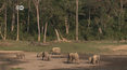 Goryle i słonie leśne są zagrożone wyginięciem. Powód?
