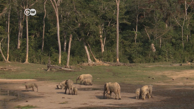 Dzanga-Sangha w Republice Środkowoafrykańskiej kryje skarb. Park jest domem dla goryli i słoni leśnych zagrożonych wyginięciem. Administratorzy starają się chronić zwierzęta – także przed skutkiem wojny domowej.