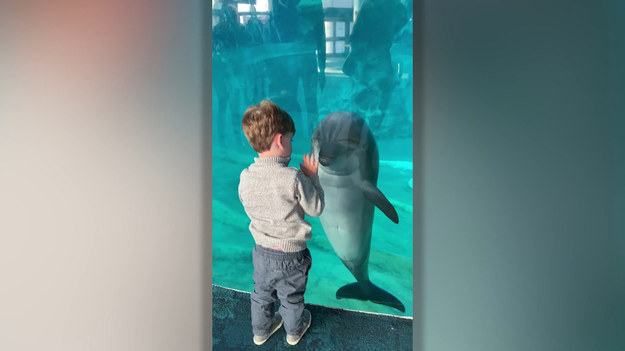Chłopczyk był pod wrażeniem, gdy spotkał delfina w zoo. Zobaczcie to niezwykłe wydarzenie.