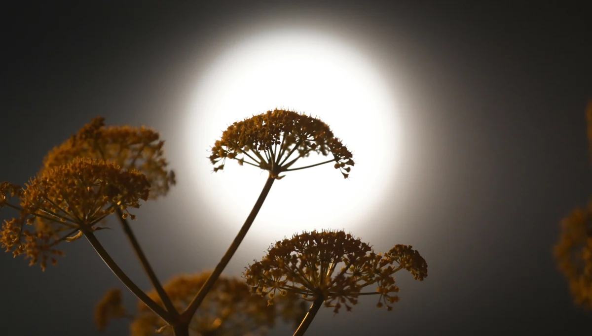 W środę 20 marca o godz. 22:58 rozpoczęła się astronomiczna wiosna, która potrwa do 21 czerwca. Od tej pory dni będą coraz dłuższe od nocy. Na wiosennym niebie można dostrzec ciekawe zjawiska astronomiczne, m.in. planety i widowiskowe zbliżenia Księżyca do jasnych planet i gwiazd.