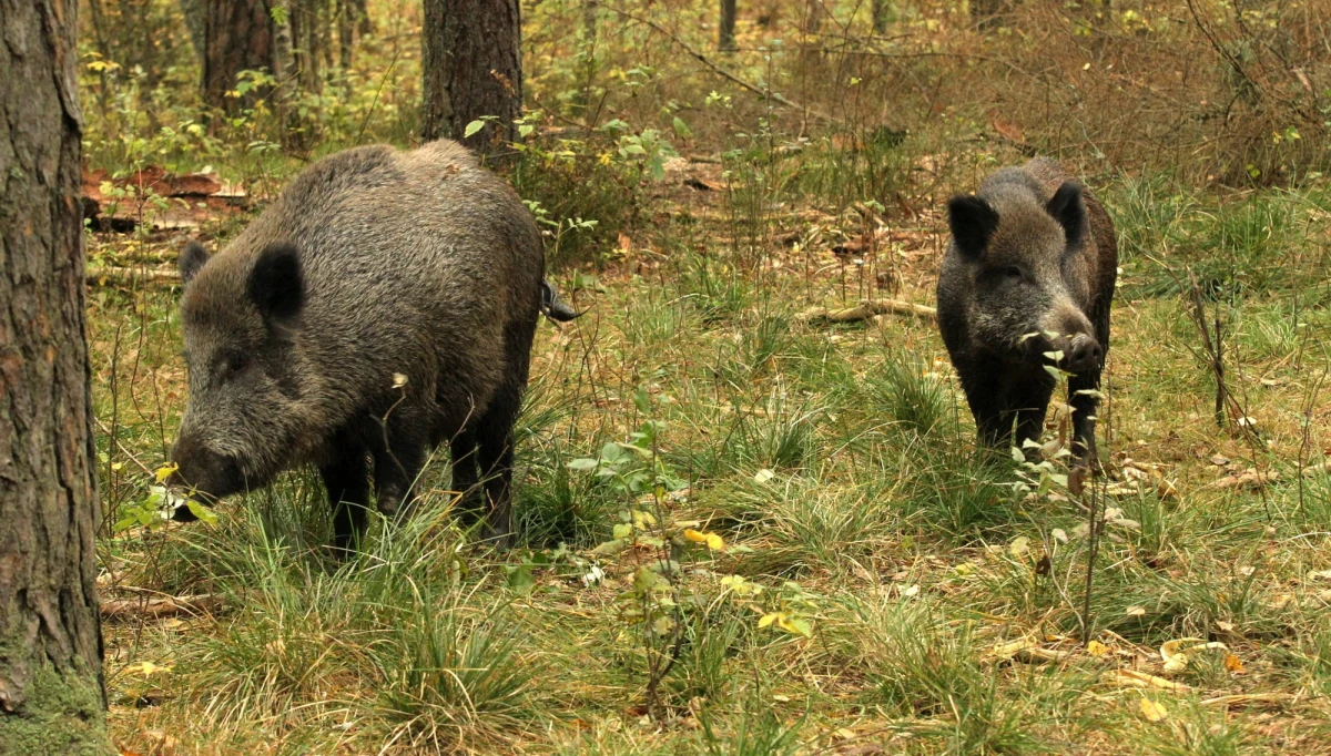 Zwalczanie afrykańskiego pomoru świń nie będzie możliwe bez wybicia dzików. Zależy także od "neutralizacji" interesów różnych grup, które zainteresowane są np. utrzymywaniem stref z ograniczeniami, by pozyskać tańszy surowiec - uważa wiceminister rolnictwa Szymon Giżyński.