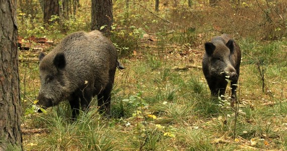 Zwalczanie afrykańskiego pomoru świń nie będzie możliwe bez wybicia dzików. Zależy także od "neutralizacji" interesów różnych grup, które zainteresowane są np. utrzymywaniem stref z ograniczeniami, by pozyskać tańszy surowiec - uważa wiceminister rolnictwa Szymon Giżyński.