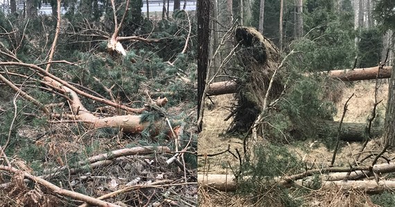 ​To będzie trudna wiosna dla leśników w Śląskiem i na Opolszczyźnie. W lasach nadal leżą powalone drzewa po nawałnicy, która przeszła na tymi województwami na początku marca. Usuwanie skutków wichury może zająć nawet kilka miesięcy.