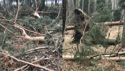 Powalone drzewa po nawałnicy. Usuwanie skutków może zająć kilka miesięcy