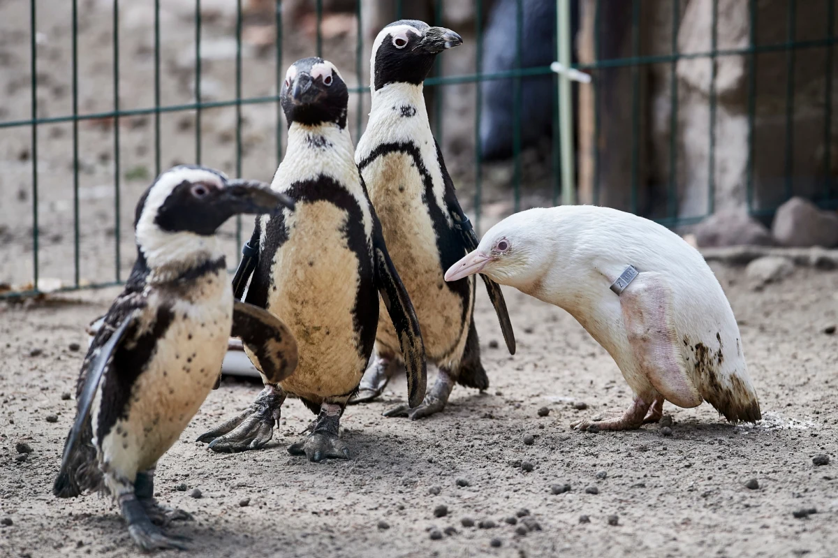 Pingwin albinos z gatunku pingwinów przylądkowych przyszedł na świat w zoo w Gdańsku. Opiekunowie pilnują go jak skarbu, bo na ten niezwykle rzadki okaz czyhają zagrożenia nawet wśród pobratymców.