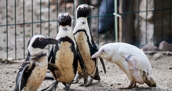Pingwin albinos z gatunku pingwinów przylądkowych przyszedł na świat w zoo w Gdańsku. Opiekunowie pilnują go jak skarbu, bo na ten niezwykle rzadki okaz czyhają zagrożenia nawet wśród pobratymców.