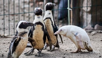 "Jedyny taki na świecie". Pingwin albinos w gdańskim zoo