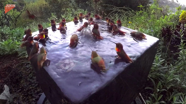 Około trzydziestu kolibrów zostało przyłapanych podczas kąpieli w małym basenie. Nagrywający stworzył je w ramach eksperymentu. To niezwykle rzadki widok.