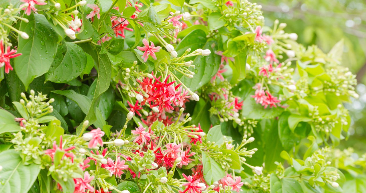 Pachnące pnącze, które warto mieć w ogrodzie. Bije na głowę bluszcz