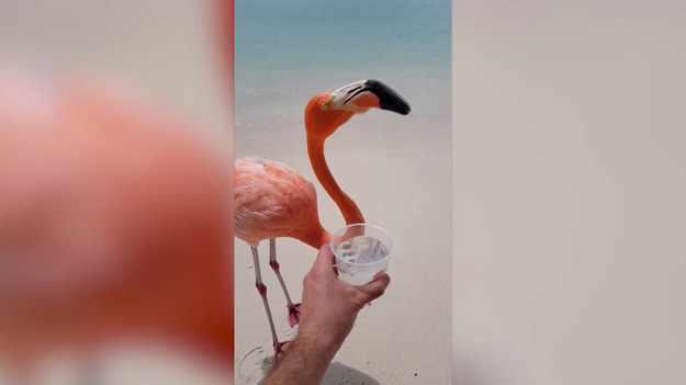 Mężczyzna, widząc na plaży spragnionego flaminga, dał mu się napić z kubka.