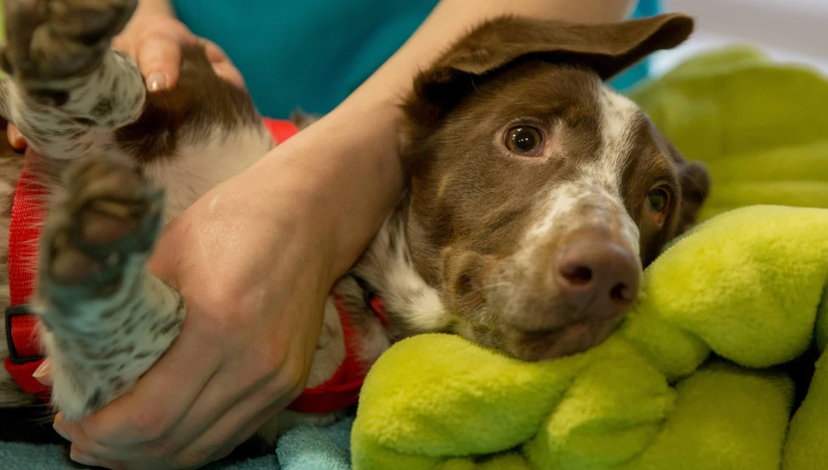 Wyrok 1,5 roku bezwzględnego pozbawienia wolności usłyszał Bartosz D., który w styczniu w jednym z mieszkań w Chełmży skatował 4-miesięcznego szczeniaka Fijo. Pies miał wybite zęby, złamaną szczękę i uraz kręgosłupa, który spowodował paraliż tylnych łap. Jego oprawca przez kilka tygodni ukrywał się m.in. za granicą.