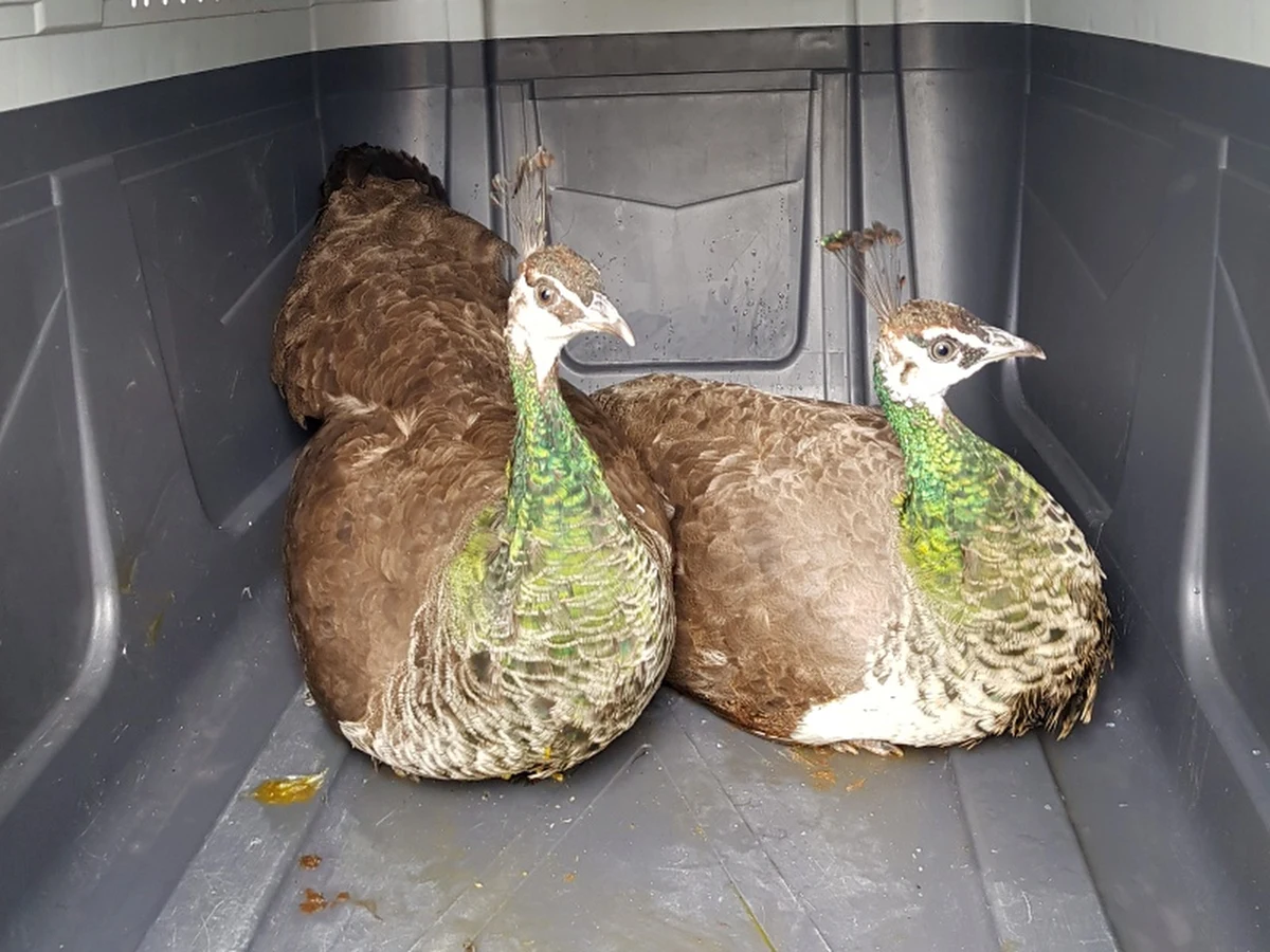 Niezapowiedziani goście w jednej z warszawskich podstawówek. Na dziedziniec szkoły weszły... dwie dorodne pawice.