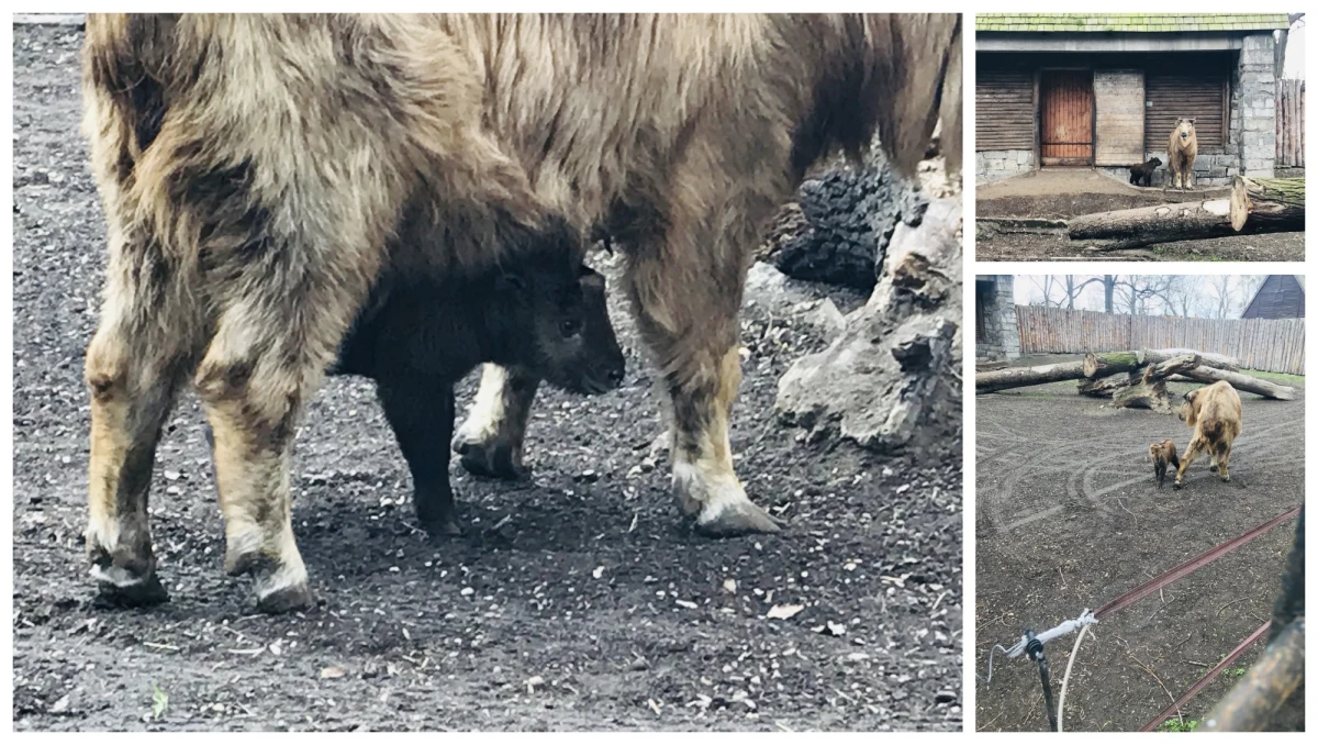 To największy przedstawiciel kozłowatych. Z wyglądu przypomina mieszankę kozy, niedźwiedzia i antylopy. Jest sensacją na skalę kraju. We wrocławskim ogrodzie zoologicznym na świat przyszła samica takina złotego. 