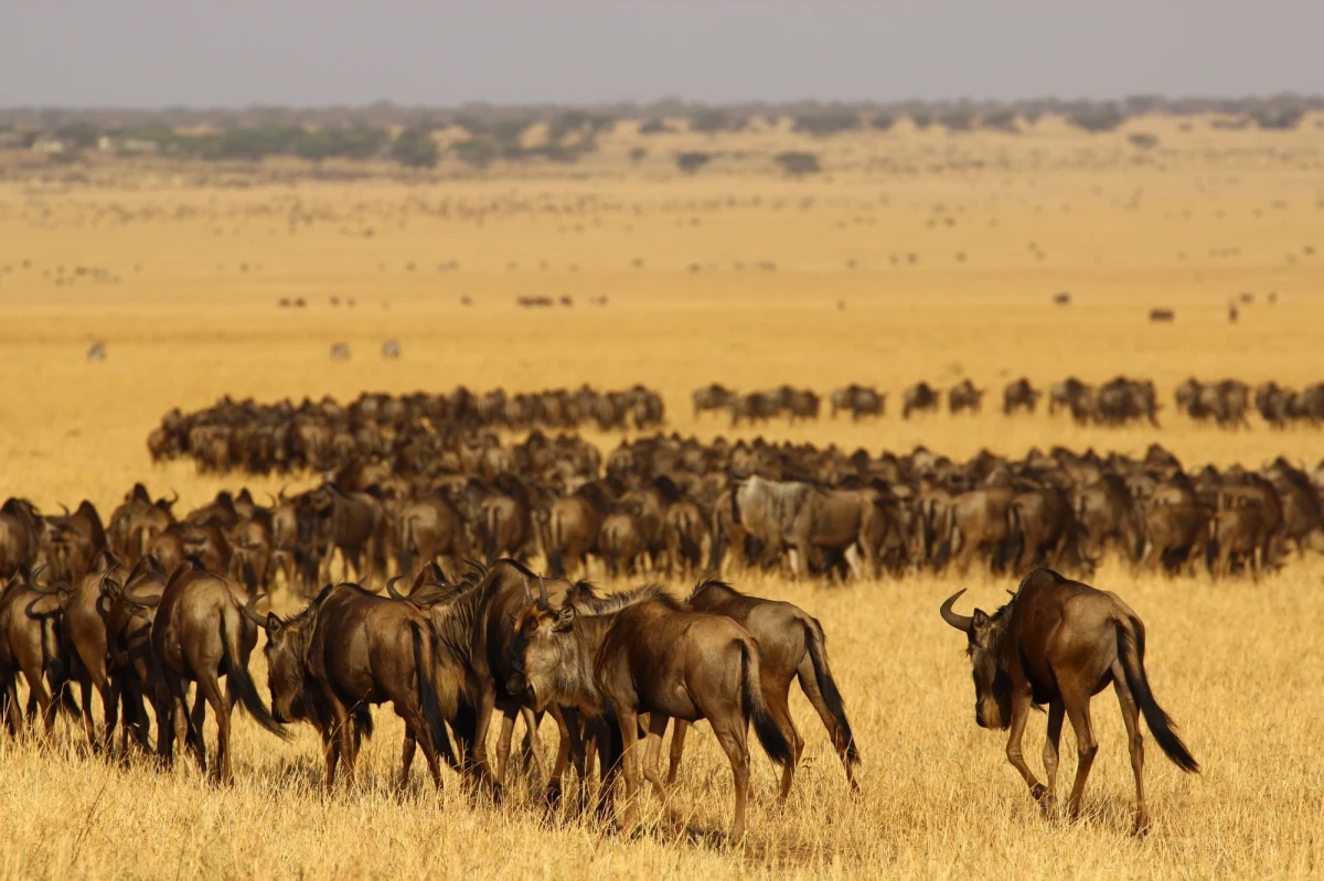 Jeden z najsłynniejszych obszarów chronionych na świecie, ekosystem łączący Park Narodowy Serengeti w Tanzanii i rezerwat Masai Mara w Kenii, coraz silniej odczuwa negatywny wpływ aktywności człowieka. Wyniki międzynarodowych badań prowadzonych przez 11 instytucji naukowych pod kierunkiem ekspertów z Uniwersytetu w Groningen pokazują, że rosnąca wokół rezerwatów liczba miejscowej ludności i jej aktywność gospodarcza przyczyniają się do niszczenia środowiska i zakłócania szlaków migracji antylop gnu, zebr i gazeli. Artykuł opublikowany w najnowszym numerze czasopismo "Science" wskazuje na potrzebę zmiany mechanizmów ochrony tego typu obszarów.