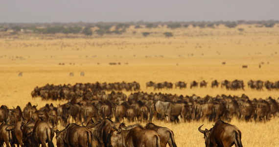 Jeden z najsłynniejszych obszarów chronionych na świecie, ekosystem łączący Park Narodowy Serengeti w Tanzanii i rezerwat Masai Mara w Kenii, coraz silniej odczuwa negatywny wpływ aktywności człowieka. Wyniki międzynarodowych badań prowadzonych przez 11 instytucji naukowych pod kierunkiem ekspertów z Uniwersytetu w Groningen pokazują, że rosnąca wokół rezerwatów liczba miejscowej ludności i jej aktywność gospodarcza przyczyniają się do niszczenia środowiska i zakłócania szlaków migracji antylop gnu, zebr i gazeli. Artykuł opublikowany w najnowszym numerze czasopismo "Science" wskazuje na potrzebę zmiany mechanizmów ochrony tego typu obszarów.