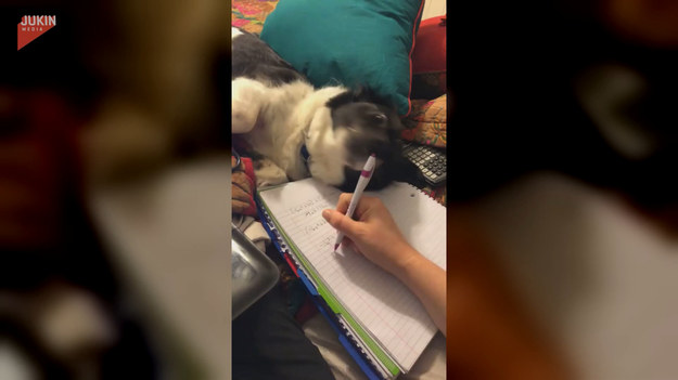 Ten psiak, gdy widzi, że jego właścicielka uczy się lub odrabia zadanie domowe, zaczyna kombinować jak jej w tym przeszkodzić. Trzeba przyznać, że całkiem nieźle mu to wychodzi.