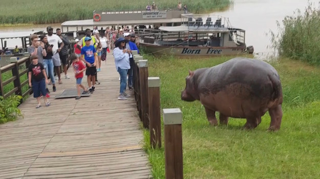 Odwaga czy głupota? Po trochu i jedno i drugie. Turyści podchodzili bardzo blisko do dziko żyjącego hipopotama, aby zrobić... zdjęcie. Wasze zdanie? 