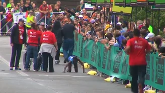 Dramatyczne finisze maratonów. Wycieńczeni sportowcy czołgają się do mety. Wideo