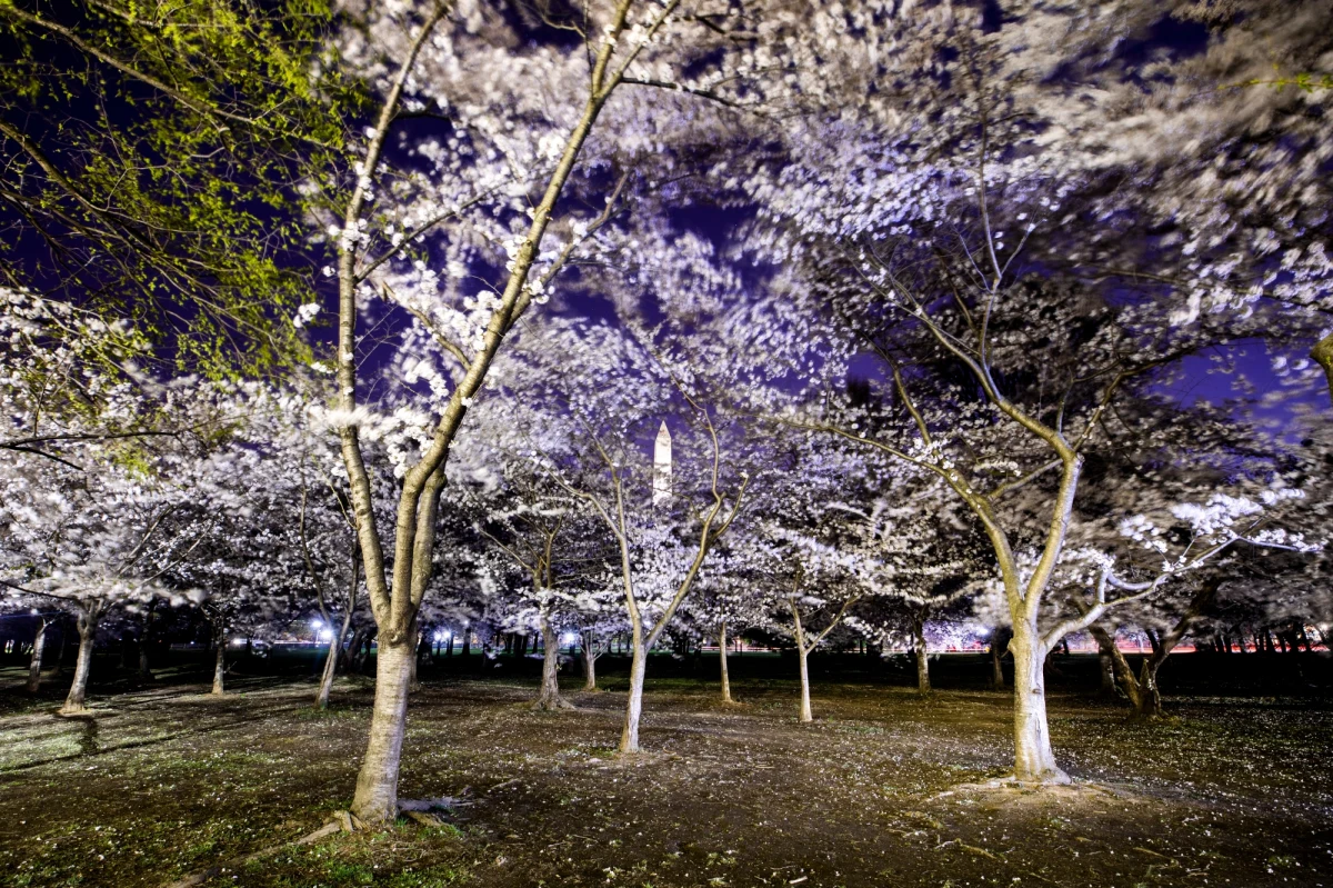 Waszyngton jest obsypany kwiatami. Tysiące wiśni japońskich przechodzi właśnie szczyt kwitnienia. Trwa kolejny Cherry Blossom Festival, który przyciągnie do stolicy Stanów Zjednoczonych ponad milion turystów. Drzewka są darem prosto z Japonii. 
