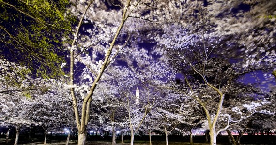 Waszyngton jest obsypany kwiatami. Tysiące wiśni japońskich przechodzi właśnie szczyt kwitnienia. Trwa kolejny Cherry Blossom Festival, który przyciągnie do stolicy Stanów Zjednoczonych ponad milion turystów. Drzewka są darem prosto z Japonii. 